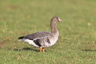 White-fronted goose (Anser albifrons), standing in a meadow in the wintering area, wildlife,