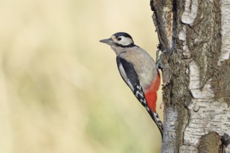 Great spotted woodpecker (Dendrocopus major), female, foraging on the trunk of a common birch