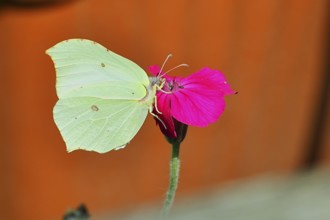 Lemon butterfly (Gonepteryx rhamny) on crown campion (Lychnis coronaria), in a nature garden,