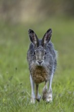 In the evening, the brown hare (Lepus europaeus) leaves its nest in the forest and hops to the