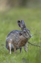 An obviously interesting scent on a larch branch lying on the ground makes the brown hare (Lepus