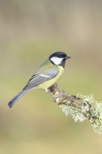 Great Tit (Parus major), sitting on a branch overgrown with moss and lichen, Wildlife, Animals,
