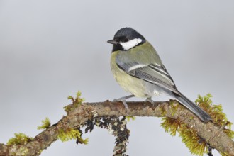 Great Tit (Parus major), sitting on a branch overgrown with moss and lichen, Wildlife, Animals,