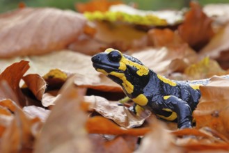Fire salamander (Salamandra salamandra), in a beech forest on autumn leaves, autumn, Wilnsdorf,