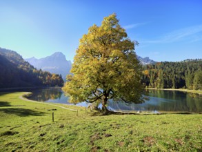 Autumn-coloured sycamore maple (Acer pseudo plantanus), at Obersee, Näfels, Canton Glarus,