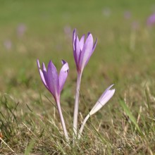 Autumn crocus (Colchicum autumnale), half-opened flowers in a meadow, endangered, protected