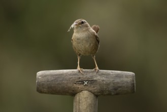 Eurasian wren (Troglodytes troglodytes) adult garden bird on a fork handle with nesting material in