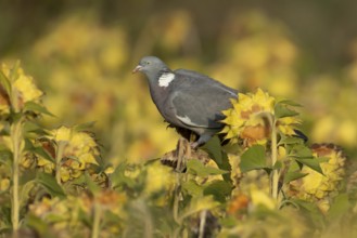 Wood pigeon (Columba palumbus) adult garden bird on sunflower plant seedheads in autumn, England,