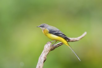 Grey Wagtail (Motacilla cinerea) sitting on a branch, wildlife, Germany