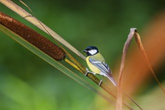 Great tit (Parus major) sitting on stem of a reed at a swamp, Bavaria, Germany