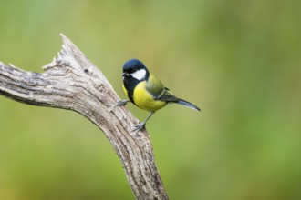 Great tit (Parus major) sitting on an old wood at a swamp, Bavaria, Germany