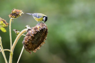 Great tit (Parus major) sitting on an old sunflower blossom with seeds inside, Bavaria, Germany