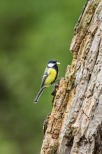 Great tit (Parus major) sitting on an old wrotten tree trunk at a swamp, Bavaria, Germany