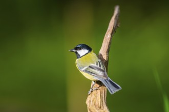 Great tit (Parus major) sitting on an old wood at a swamp, Bavaria, Germany