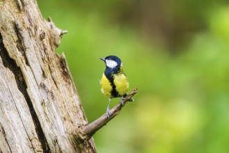 Great tit (Parus major) sitting on a branch of an old wrotten tree trunk at a swamp, Bavaria,