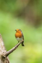 European robin (Erithacus rubecula) sitting on an old wooden branch, Bavaria, Germany