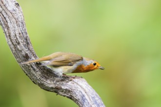 European robin (Erithacus rubecula) sitting on an old wooden branch, Bavaria, Germany