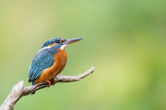 Common kingfisher (Alcedo atthis) sitting on an old wooden branch in late summer, wildife, Bavaria,