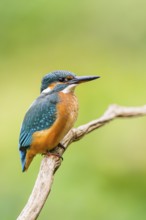 Common kingfisher (Alcedo atthis) sitting on an old wooden branch in late summer, wildife, Bavaria,