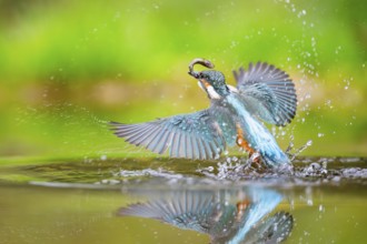 Common kingfisher (Alcedo atthis) flying out of the water with a fresh cought fish in his beak in