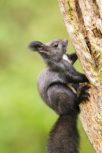 Red squirrel (Sciurus vulgaris) sitting on an old wrotten tree trunk in a forest, Bavaria, Gernany