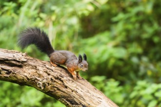 Red squirrel (Sciurus vulgaris) sitting on an old wrotten tree trunk in a forest, Bavaria, Gernany