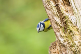 Eurasian blue tit (Cyanistes caeruleus) sitting on an old wrotten tree trunk at a swamp, Bavaria,
