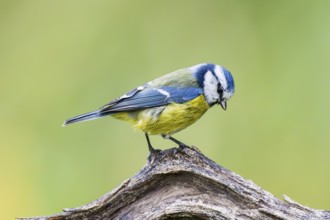 Eurasian blue tit (Cyanistes caeruleus) sitting on an old wood at a swamp, Bavaria, Germany
