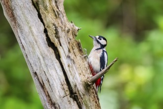 Great spotted woodpecker (Dendrocopos major) sitting on an old wrotten tree trunk in late summer,