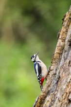 Great spotted woodpecker (Dendrocopos major) sitting on an old wrotten tree trunk in late summer,
