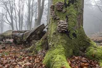 Old beech forest (Fagus sylvatica) in the fog, Emsland, Lower Saxony, Germany