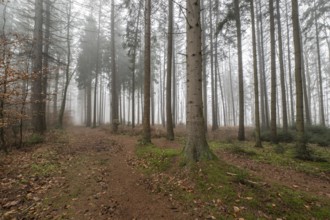 Forest landscape in fog, Emsland, Lower Saxony, Germany