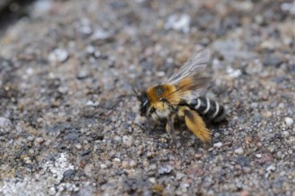 Brown-rumped trouser bee (Dasypoda hirtipes) on sandy soil, Lower Saxony, Germany