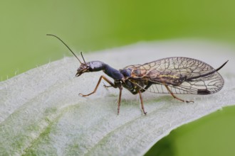 Spotted camel neckfly, Phaeostigma notata, Spotted Snakefly, Lower Saxony, Germany