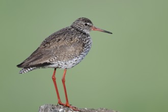 Redshank (Tringa totanus) sitting on a pole, Lower Saxony, Germany