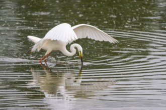 Great Egret Modesta, Ardea alba modesta, European Great White Egret Modesta, Lower Saxony, Germany