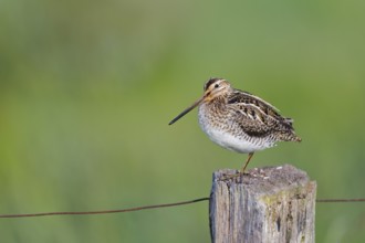 Common snipe (Gallinago gallinago) sitting on a pole, Lower Saxony, Germany