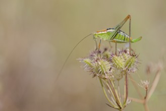Locust Nymph, Poecilimon mytilenensis, Nymph Mytilene Bright Bush-cricket, Corfu, Greece