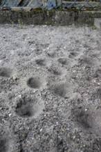 Ant lion hopper, Euroleon nostras, Suffolk Antlion, Lower Saxony, Germany