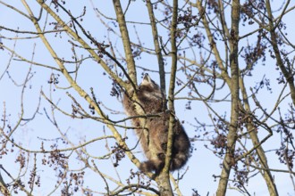 A cute raccoon sleeps relaxed on a tree between the branches and enjoys the warm winter sun. This