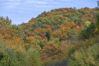 Mixed autumn forest, cloudy sky, Happurg, Middle Franconia, Bavaria, Germany