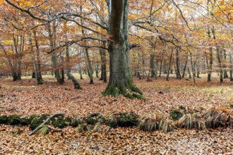 Autumn forest, autumn-colored trees, Osterwald, Zingst, Fischland-Darß-Zingst, Western Pomerania