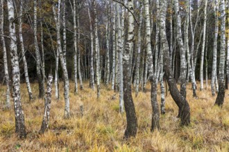 Birch forest, autumn coloured birch trees (Betula), Osterwald, Zingst, Fischland-Darß-Zingst,