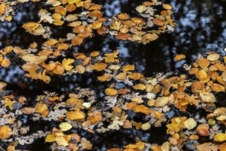 Autumn leaves, autumn-colored leaves floating on moor water, Osterwald, Zingst,