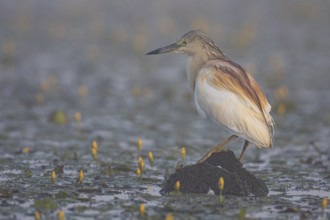 Squacco Heron (Ardeola ralloides) in the fog Hungary