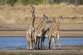 Thornicroft's Giraffe (Giraffa camelopardalis thornicrofti) crossing Luangwa River Zambia August