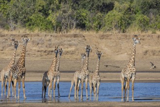 Thornicroft giraffe (Giraffa camelopardalis thornicrofti) crossing the Luangwa River Zambia August