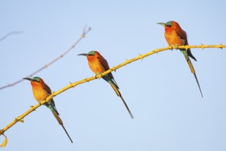 Carmine Bee-eater (Merops nubicus) South Luangwa NP Zambia August