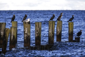 Cormorants (Phalacrocorax carbo) sitting on groynes, Fischland-Darß-Zingst, Baltic Sea,