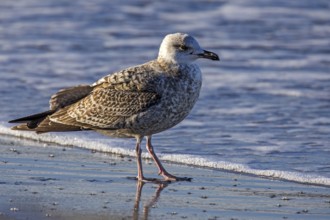 Herring Gull (Larus argentatus), on the beach, Fischland-Darß-Zingst, Baltic Sea,